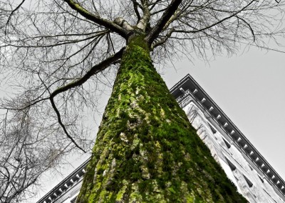 City Tree_03 by Arno Apeldoorn